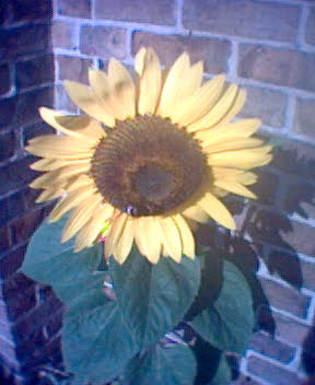 A sunflower